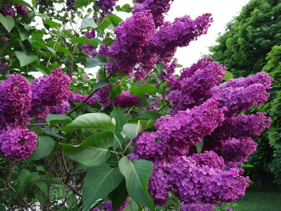 Парк сирени в Москве