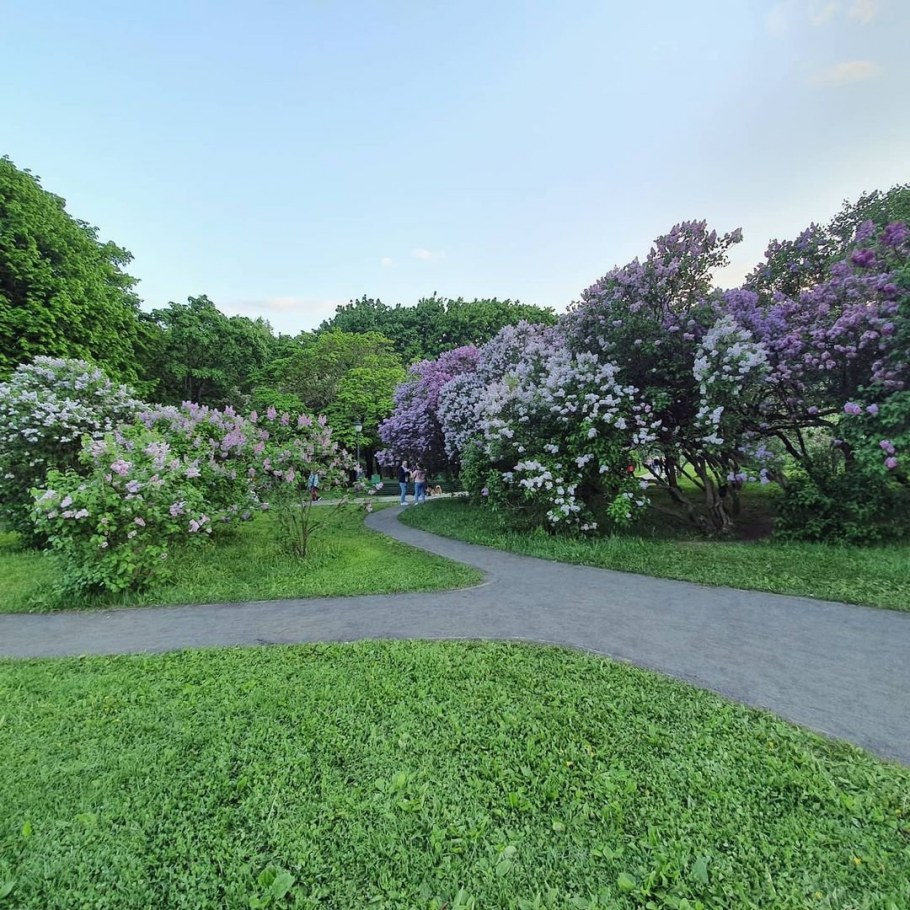 Парк сиреневый сад