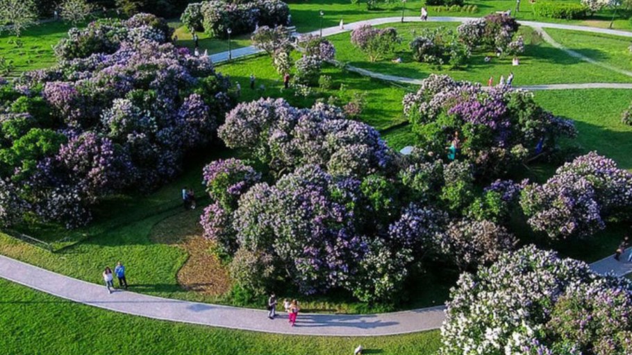 Глициния высота