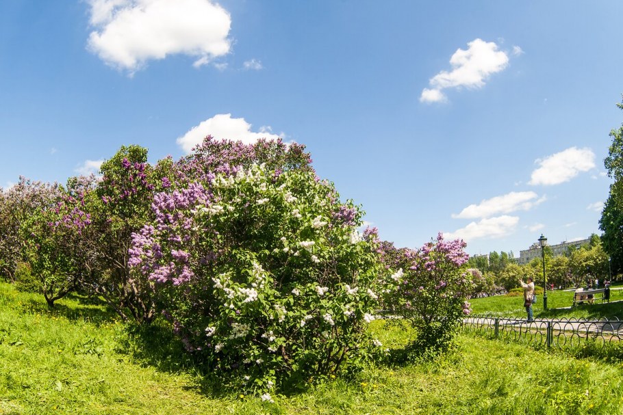 Сиреневый парк Колесникова