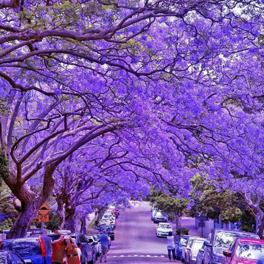 Жакаранда Дельта