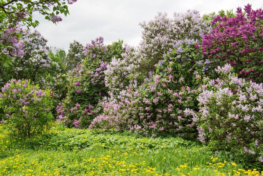 Измайловский сиреневый сад