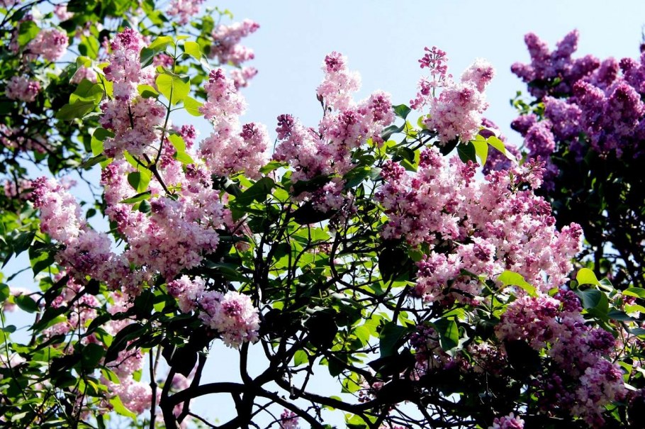 Красивый сад