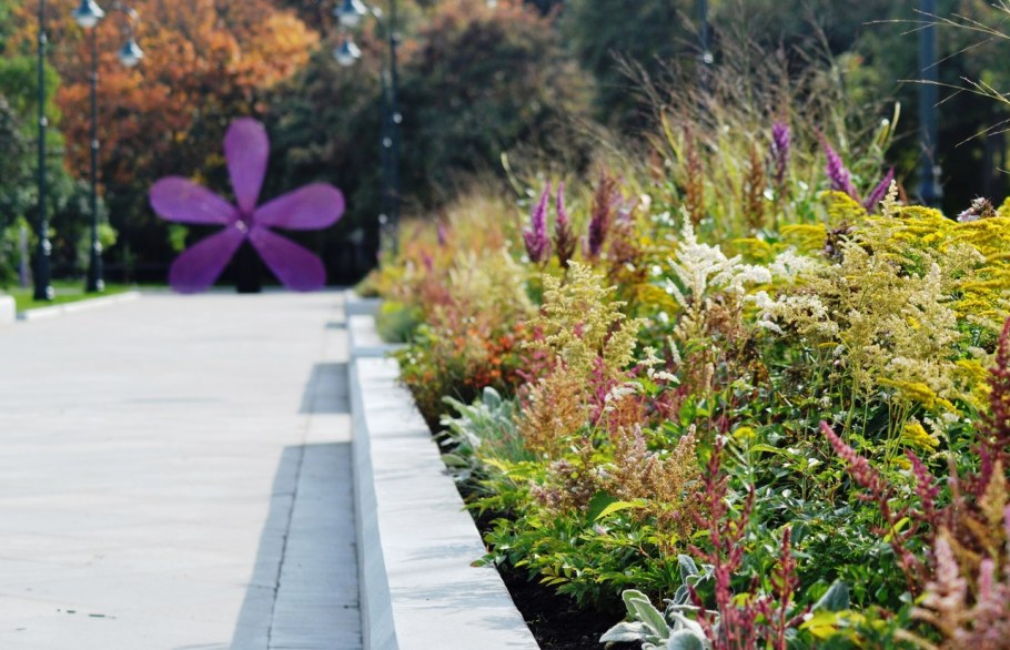 Сирень венгерская изгородь