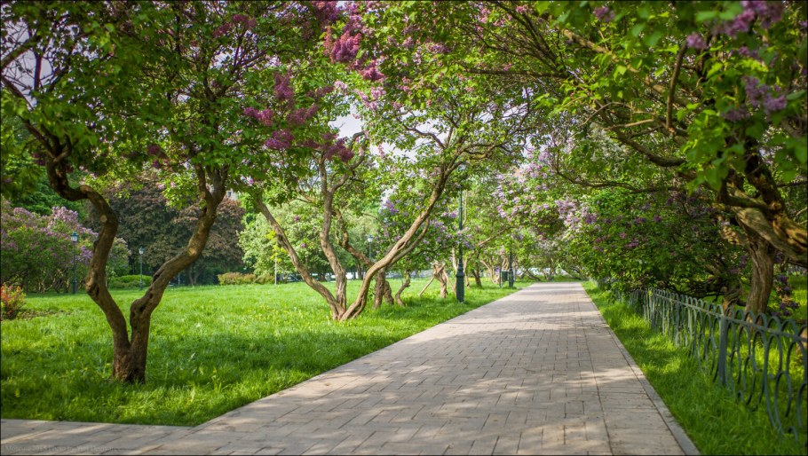 Гольяново сиреневый сад