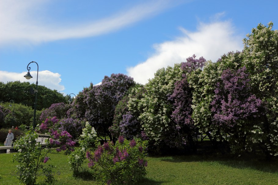 Сиреневый бульвар парк