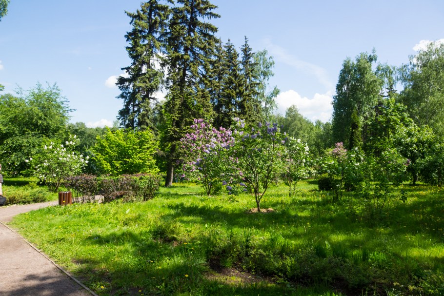 Парк сирени в Москве на Щелковском