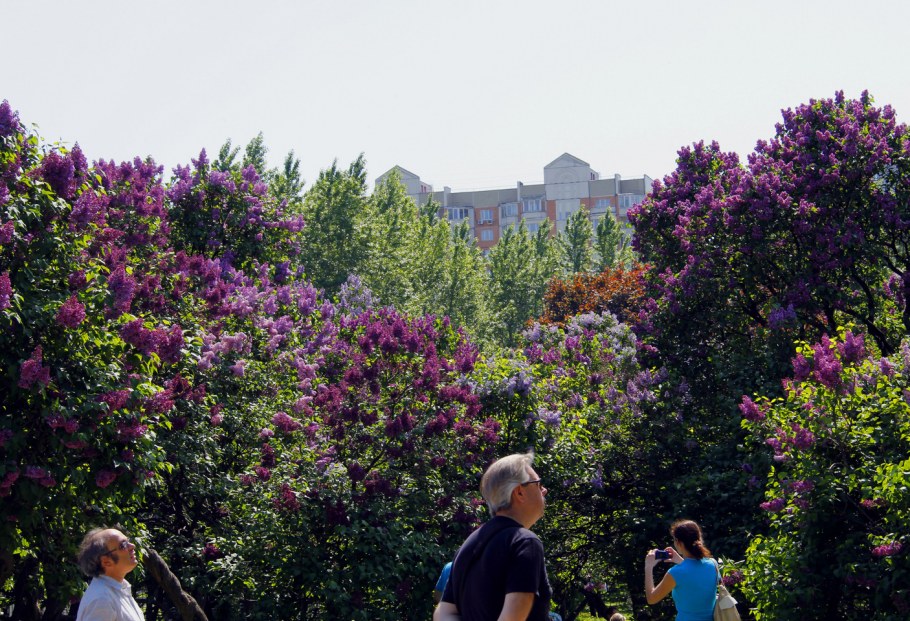 Парк сиреневый сад