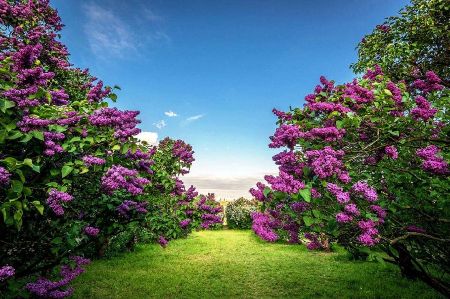 Сиреневый сад Измайловский парк