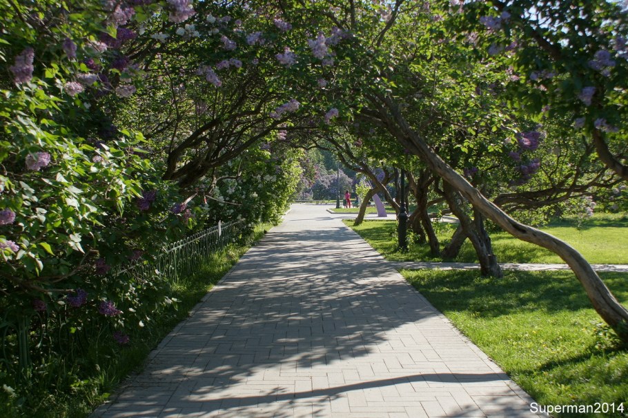 Джакаранда Претория