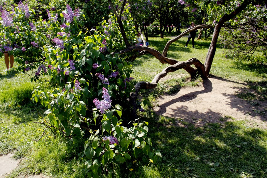 Green Park Сокольники