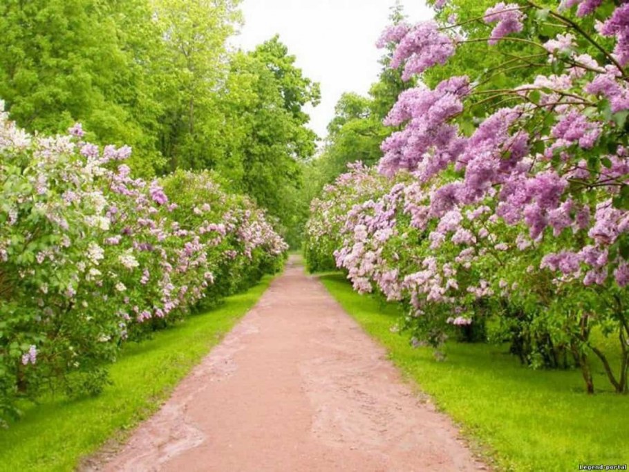 Шелехов парк сиреневый сад