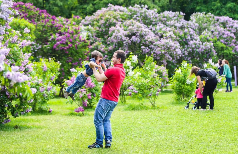 Сиреневый сад Колесникова