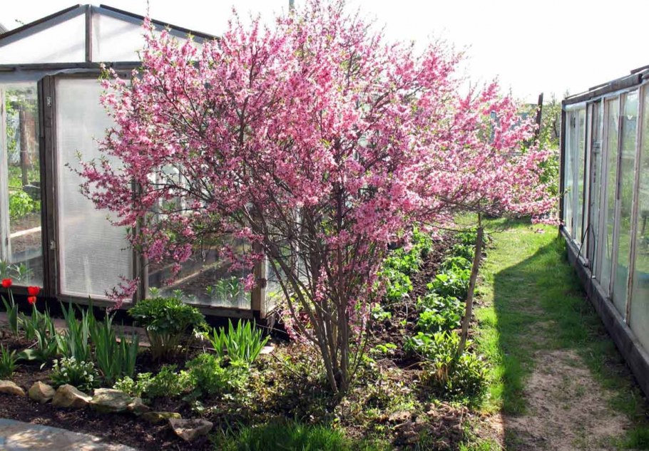 Миндаль декоративный кустарник посадка