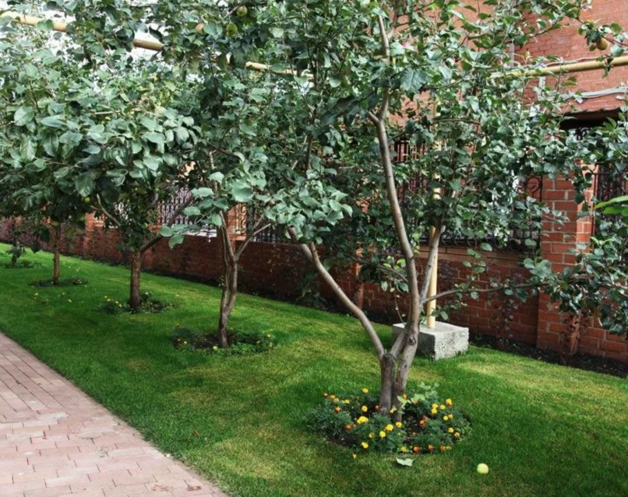 Красивые садовые деревья