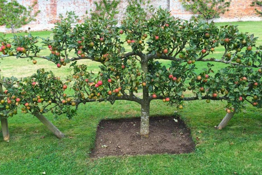 Пальметта яблоня