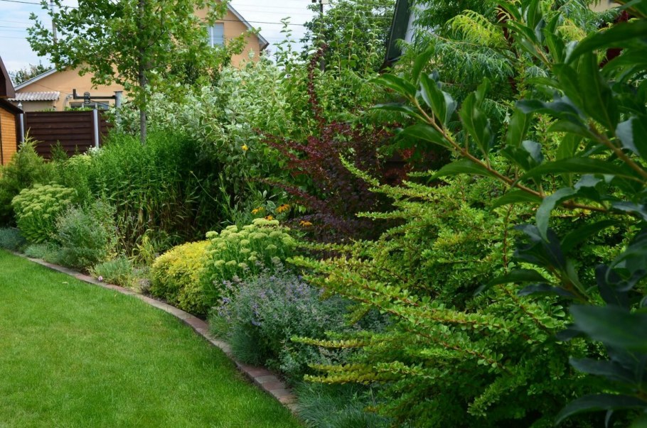 Сирень Мейера Палибин на штамбе