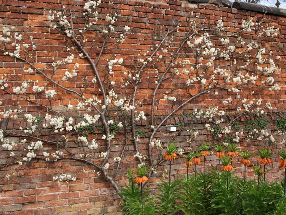 Пальметта из яблонь