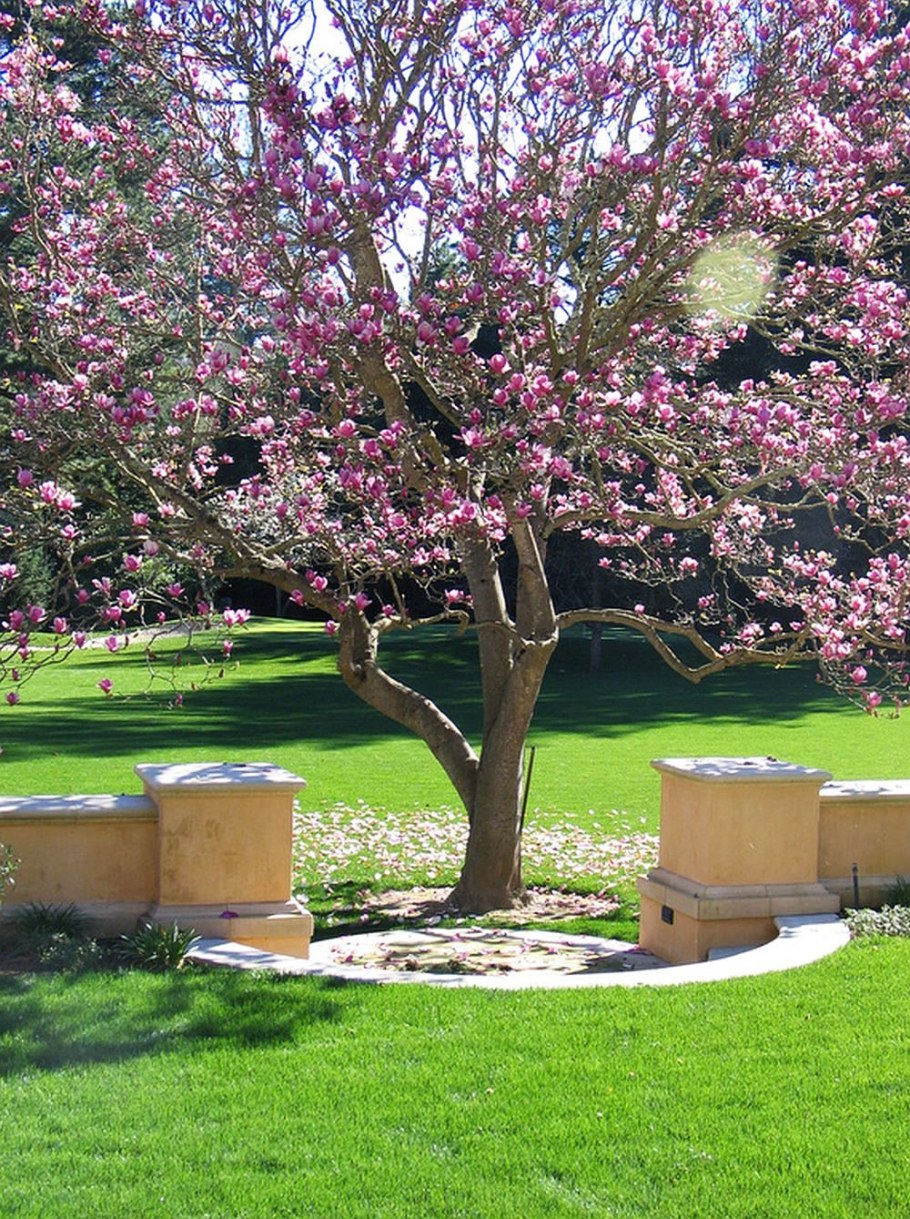 Магнолия в ландшафте