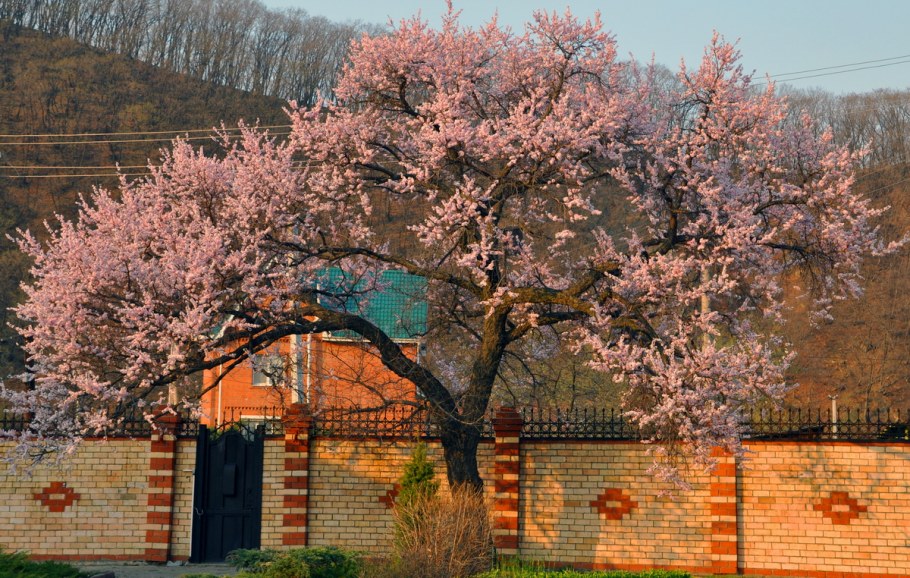 Абрикос маньчжурский