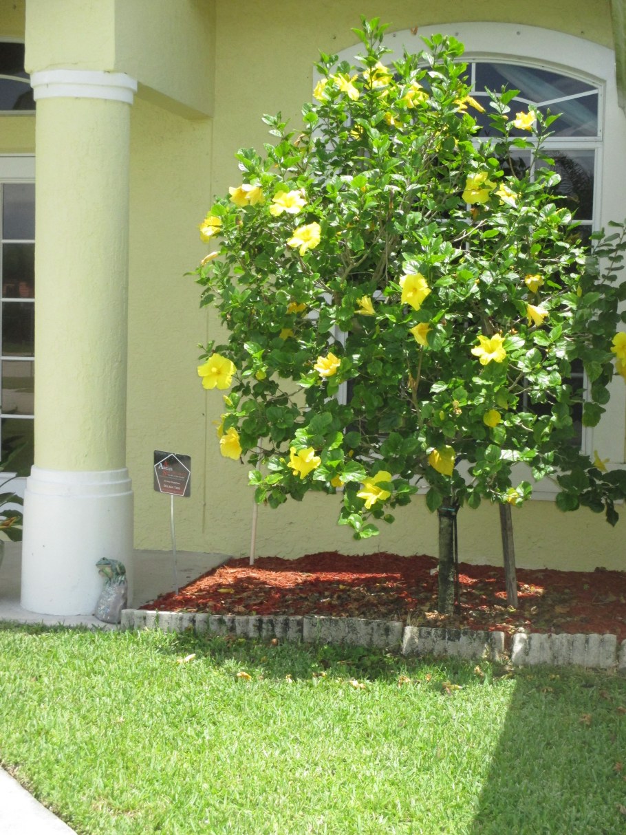 Сад ландшафт асимметрия