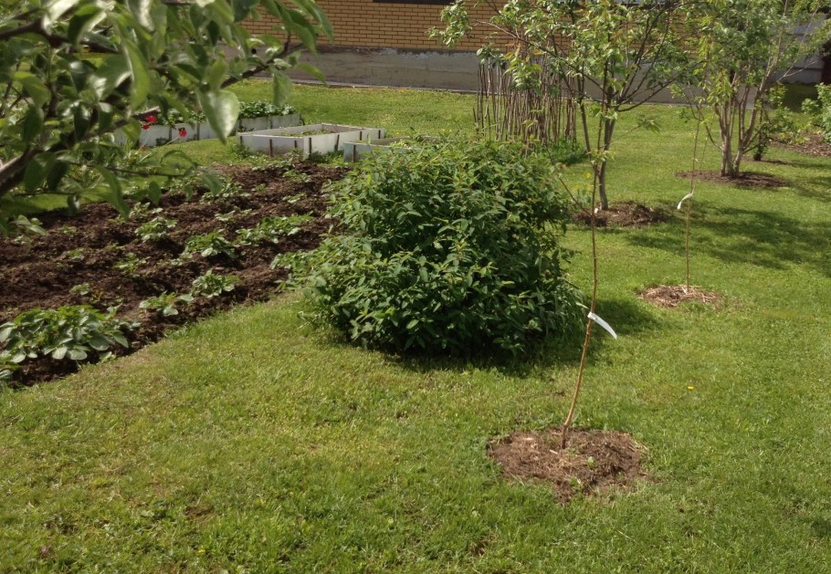 Абрикос Плакучий