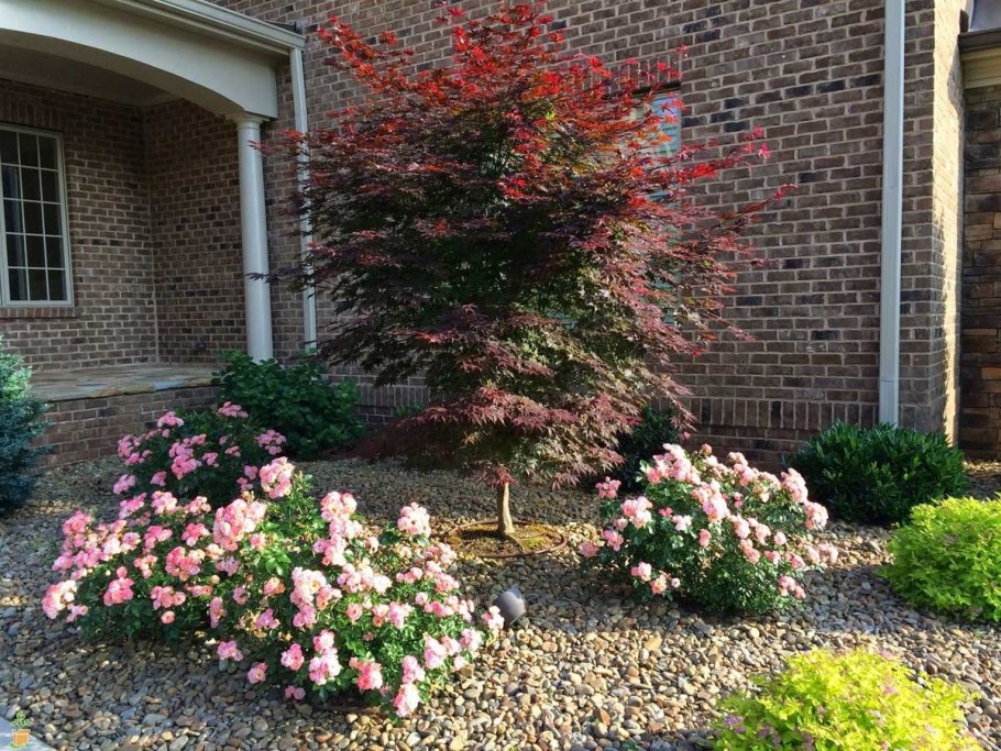 Миксбордер Кантри