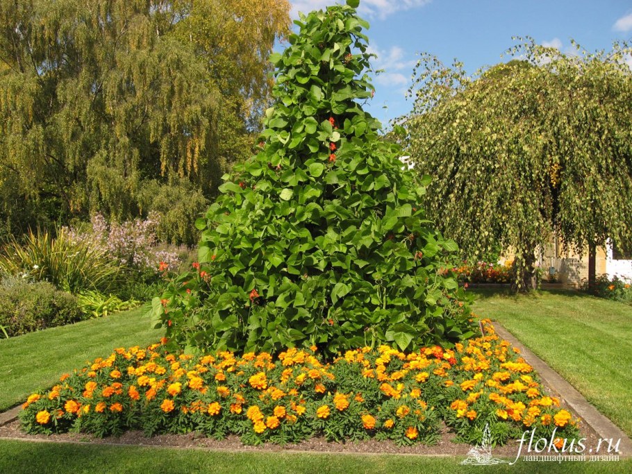 Клумба петуния лилейник