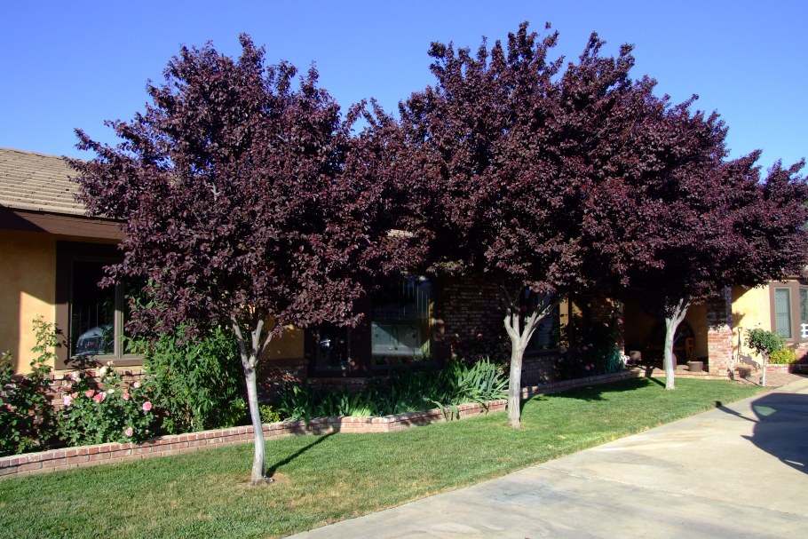 Абрикосы посадка в саду