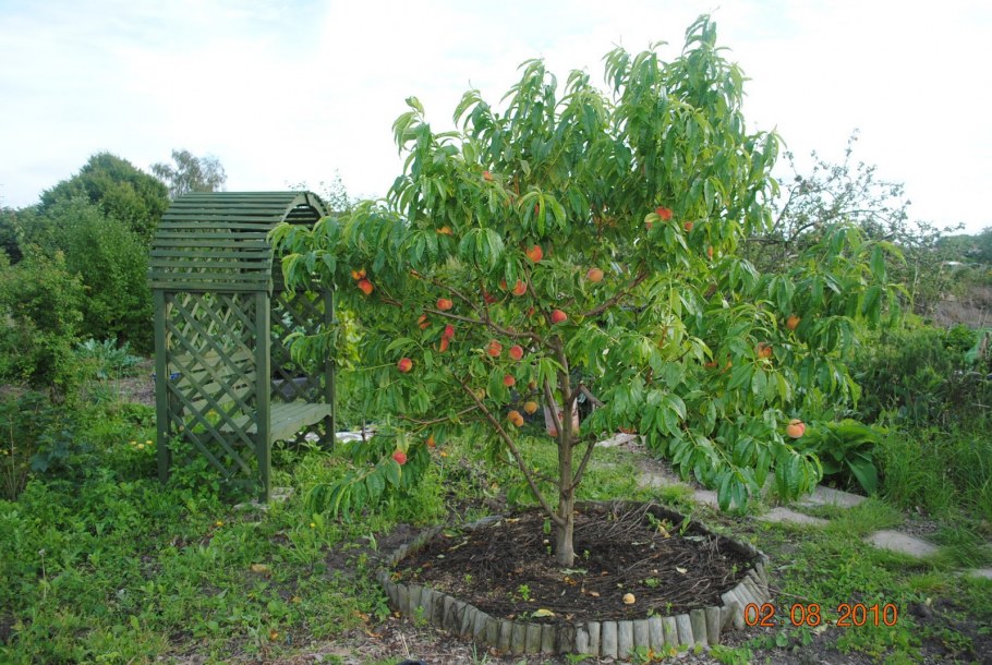 Миксбордер Хайди Клум