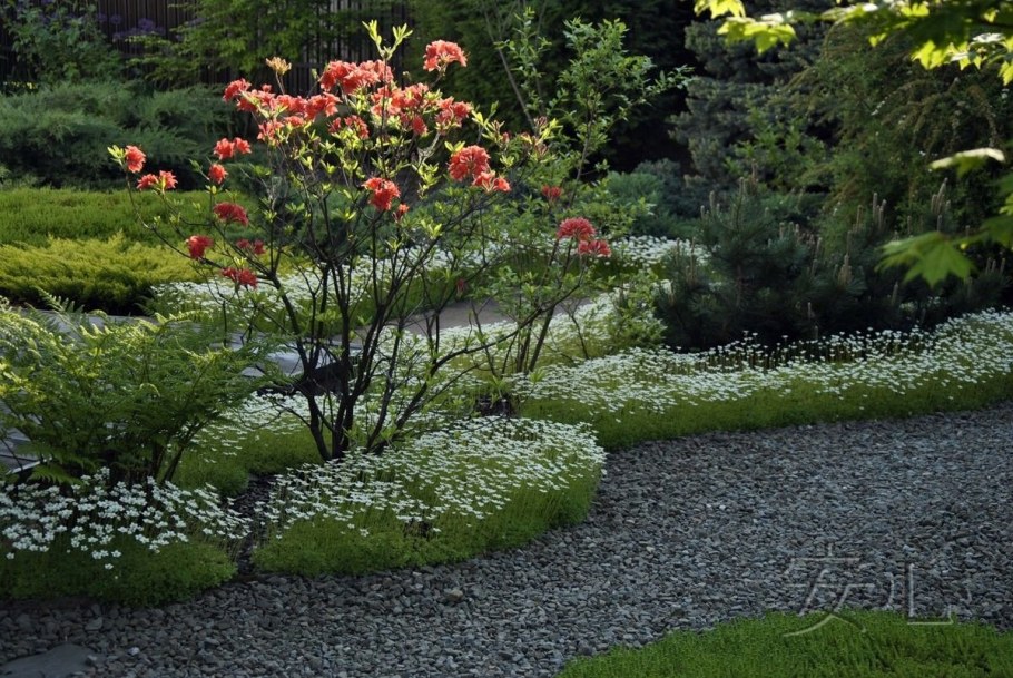 Почвопокровная роза в ландшафтном