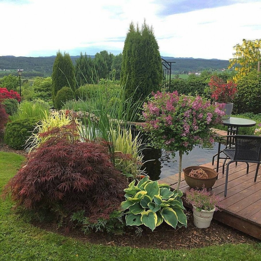 Гортензия метельчатая возле беседки