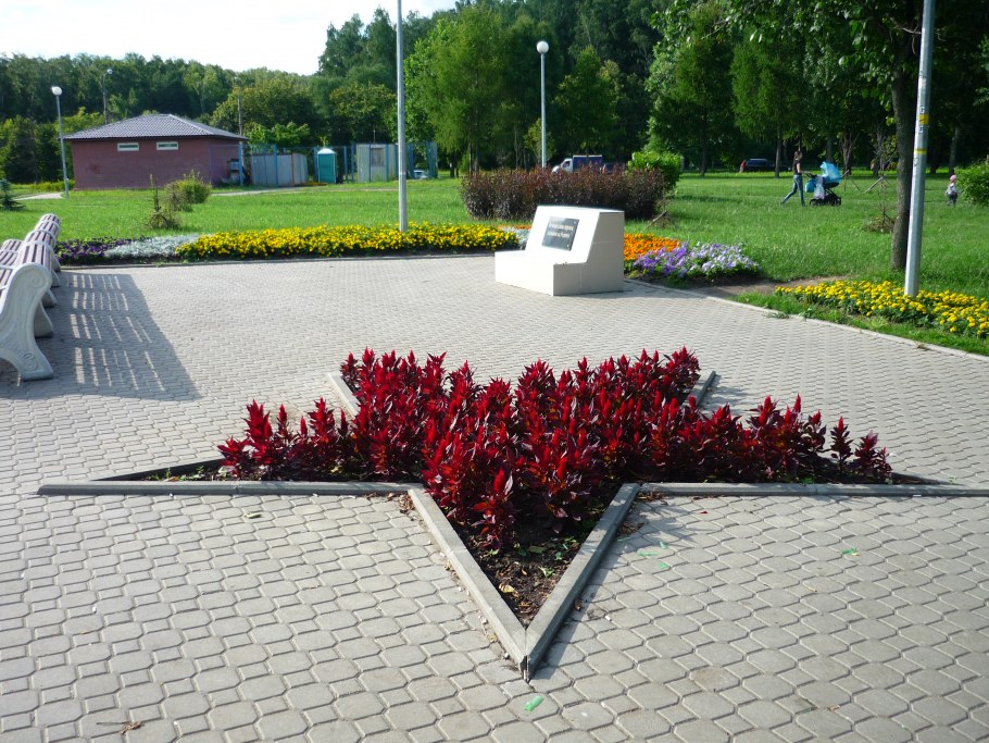 Цветы на клумбу звезда