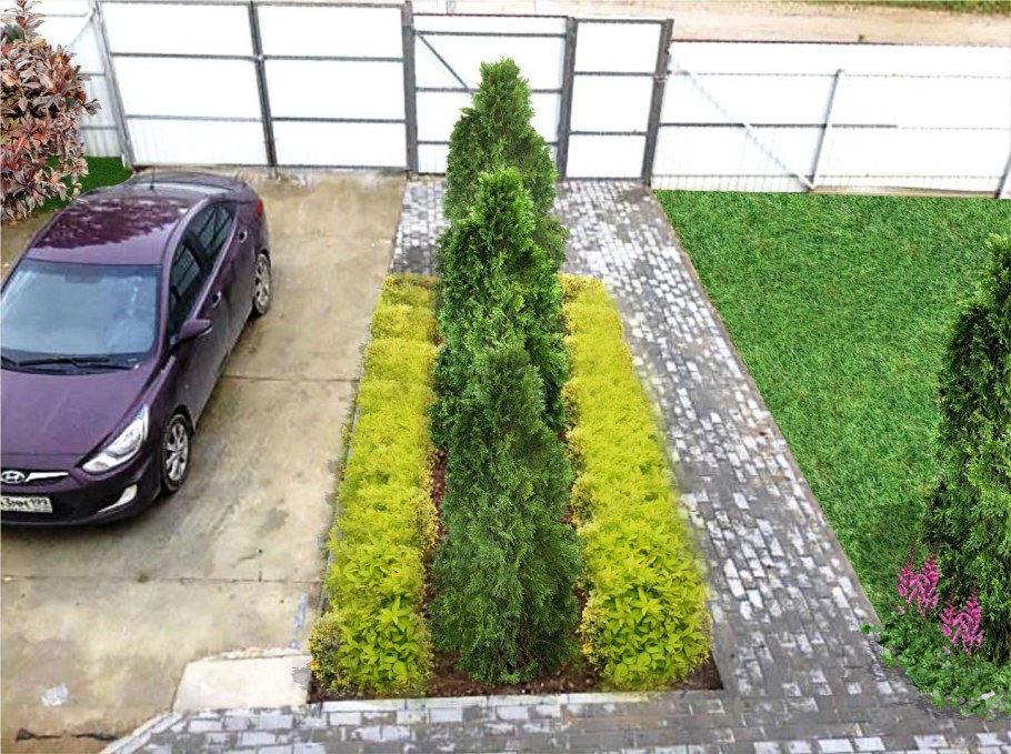 Туя Смарагд вдоль дорожки