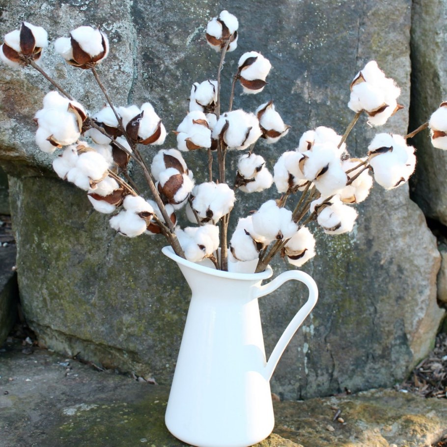 Хлопок сухоцвет