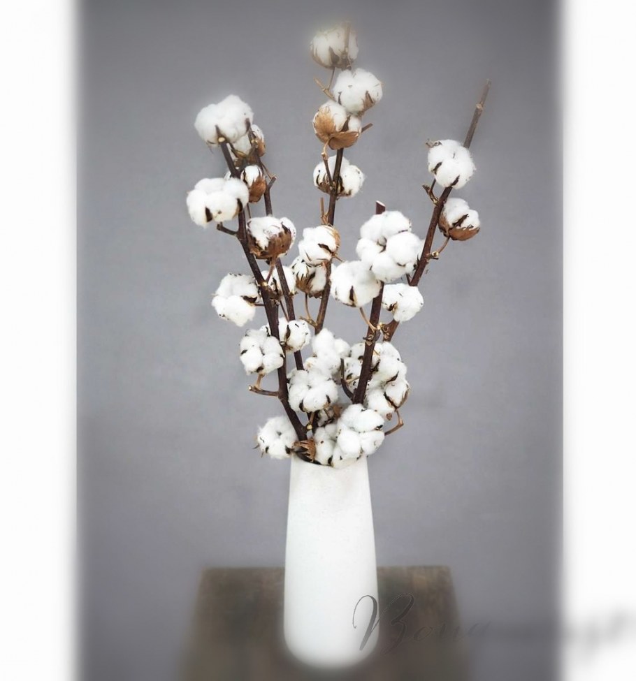 Веточка хлопчатника