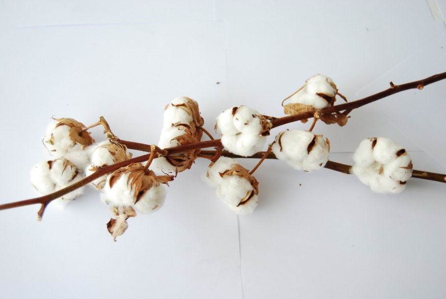 Хлопковая ветка