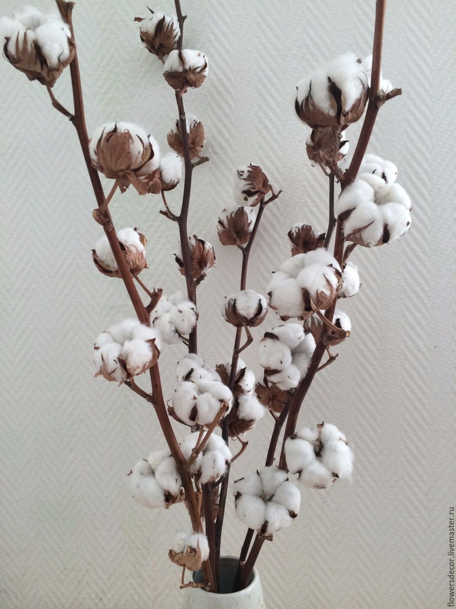 Хлопок в вазоне