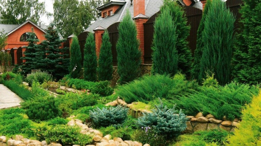 Горная сосна в ландшафтном дизайне