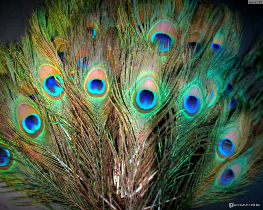 Перо павлина натуральное