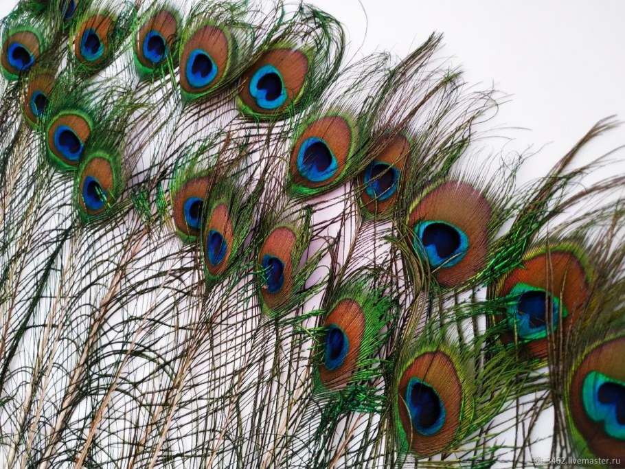 Декор павлиний хвост
