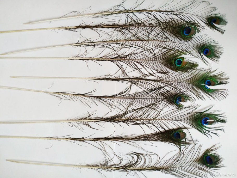 Перо павлина натуральное
