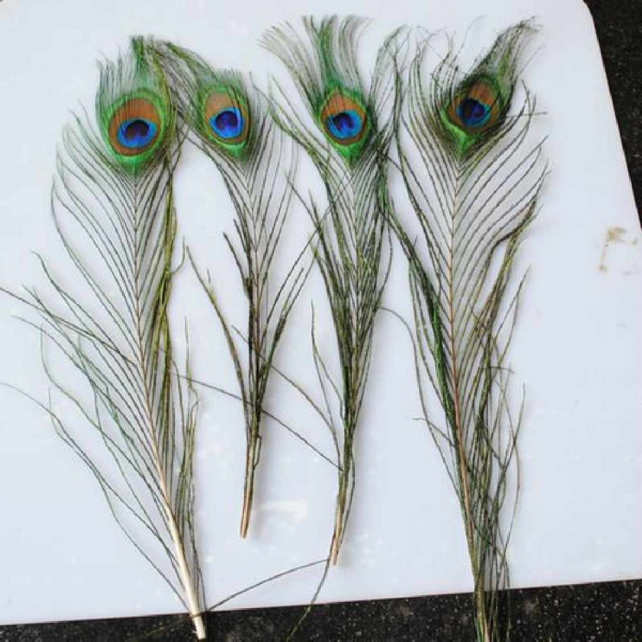 Перо павлина