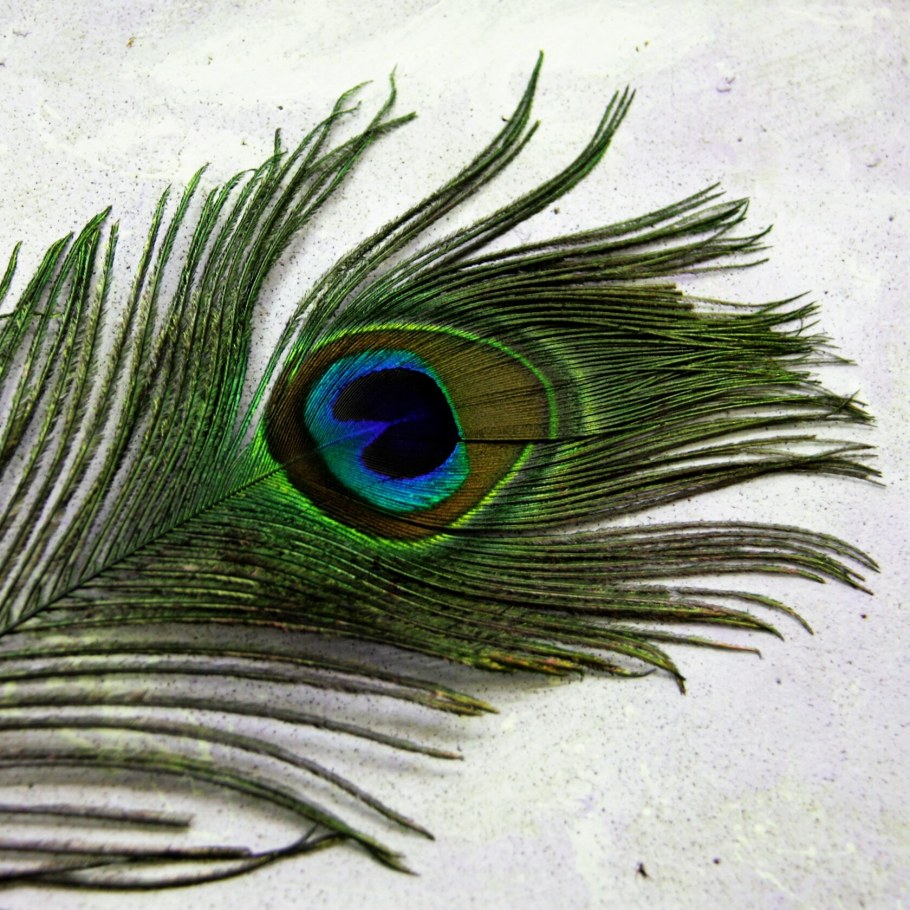 Композиции с павлиньими перьями