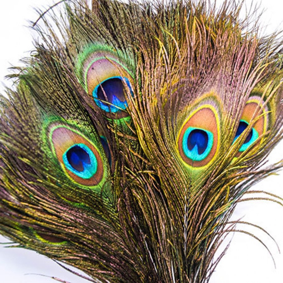 Перо павлина для декора