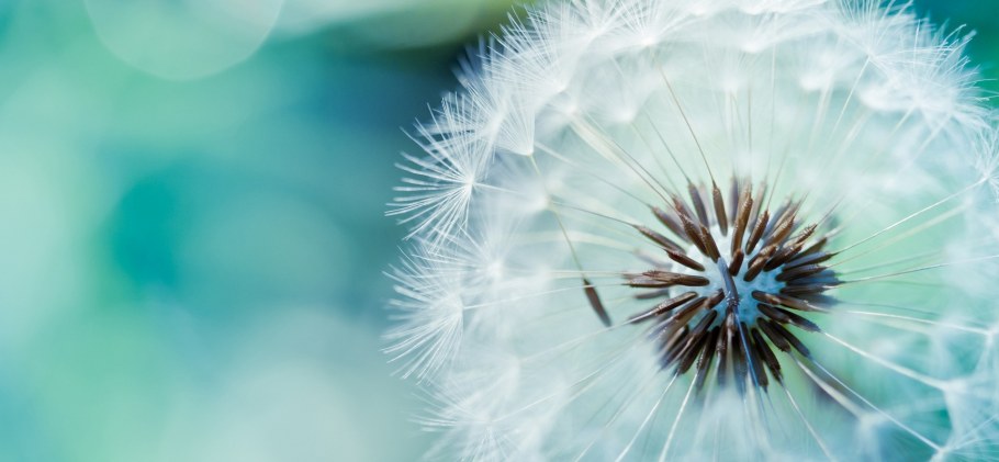 Плитка настенная Dandelion 105x105 w1859