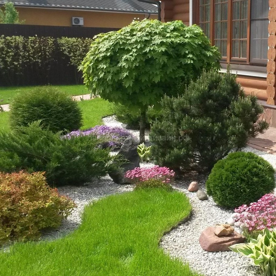 Примула в цветнике