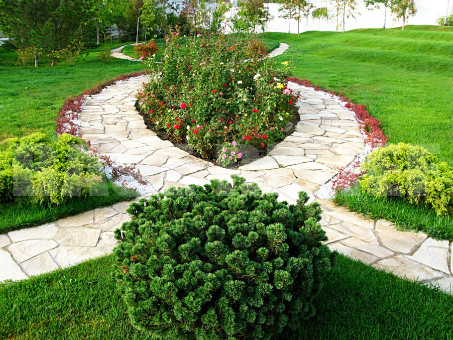 Рабатка Тунберга