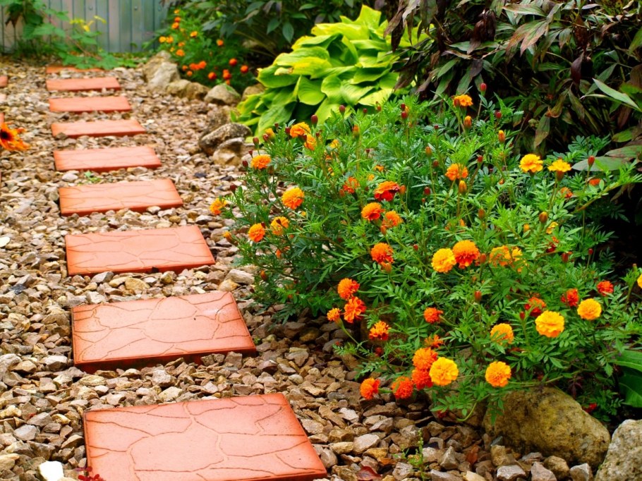 Тенелюбивые плодовые кустарники