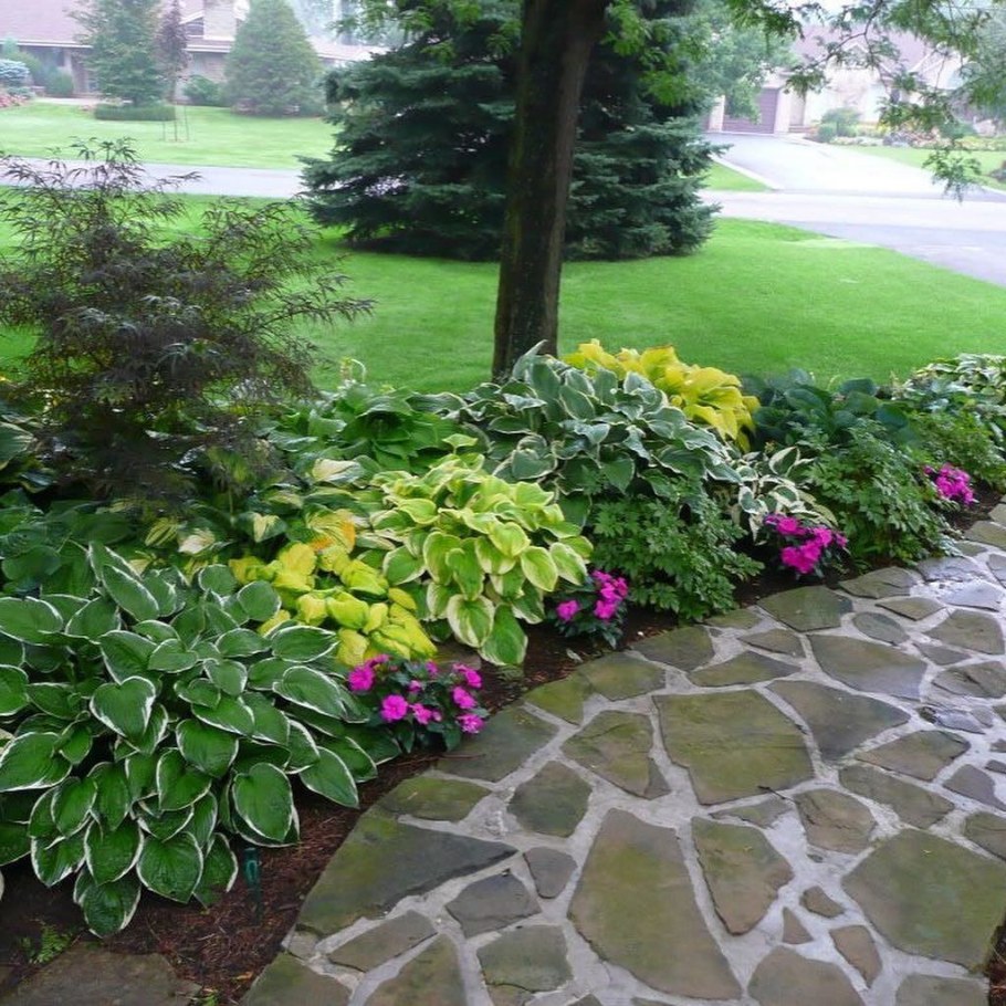 Алиссум бордюрный